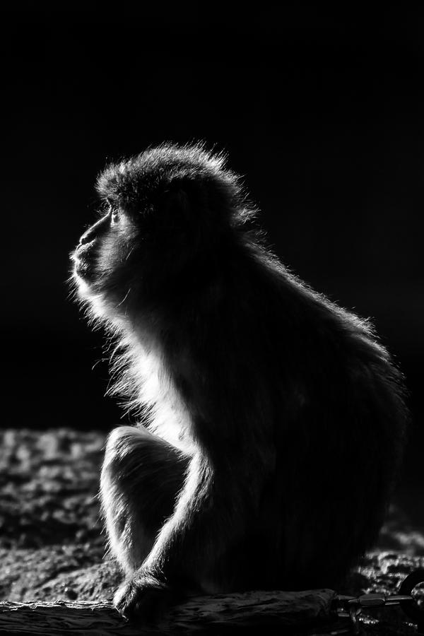 Japanese Macaque Profile Photograph