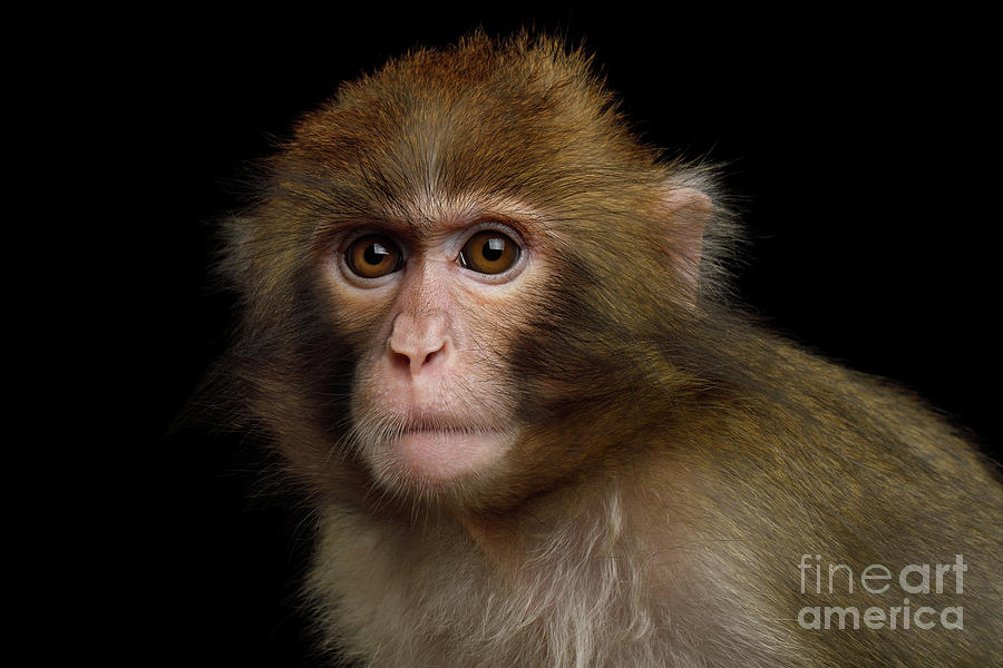 Monkey Photograph - Japanese Macaque by Sergey Taran