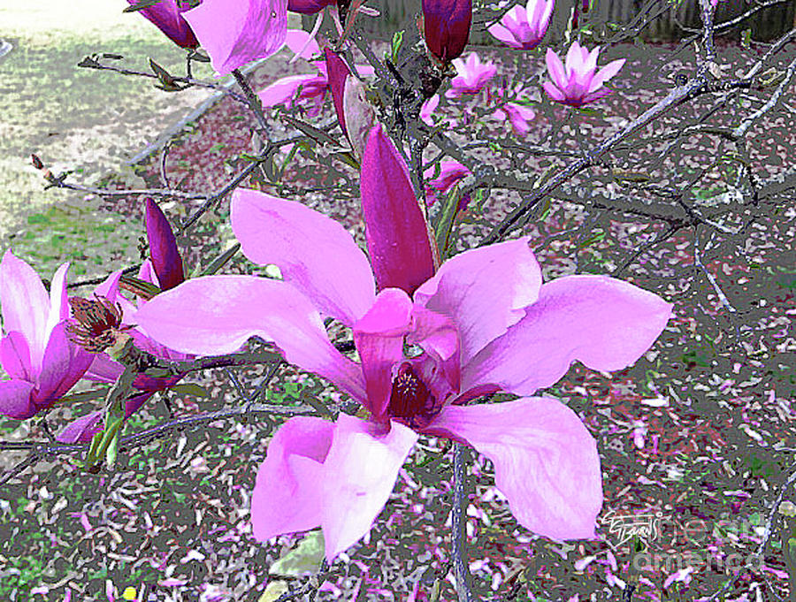 Japanese Magnolia Bloom by GG Burns Japanese Magnolia Bloom by GG Burns