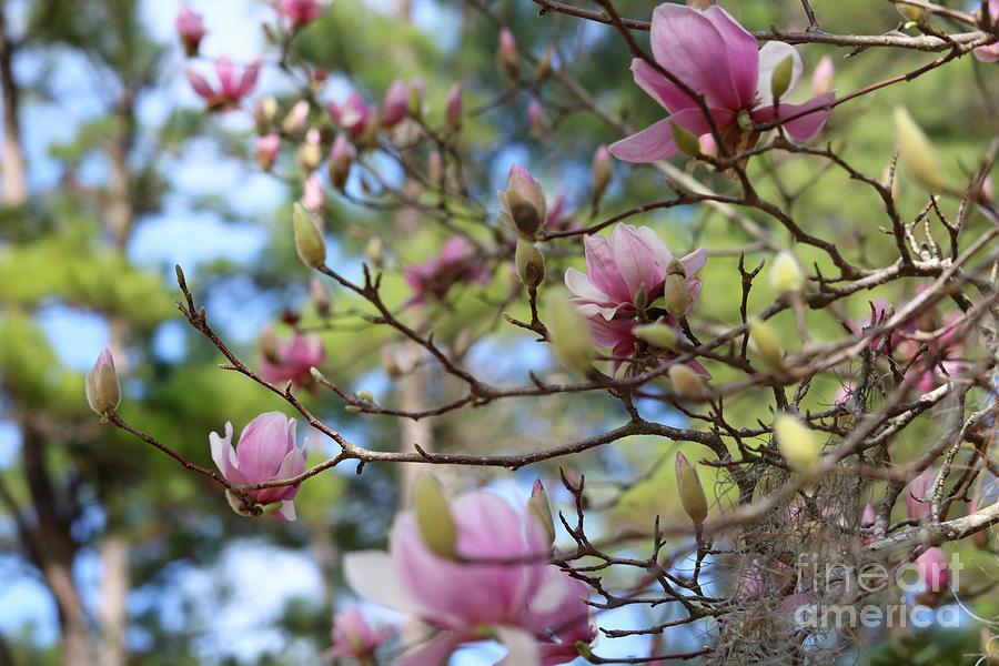 Japanese Magnolia Branches Photograph by Carol Groenen