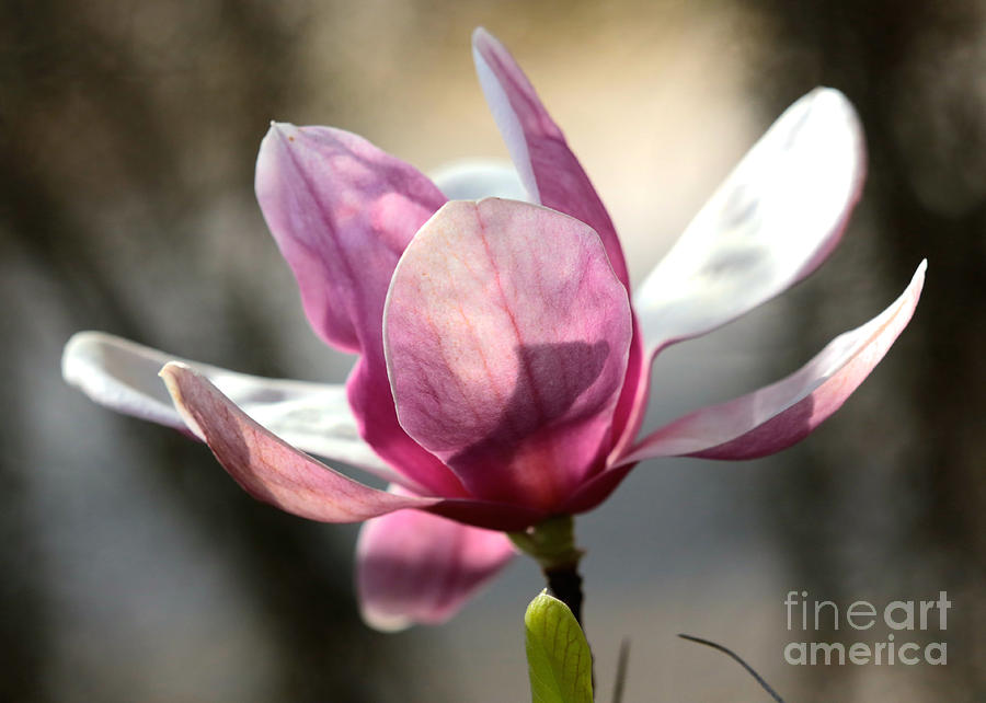Japanese Magnolia Photograph by Carol Groenen
