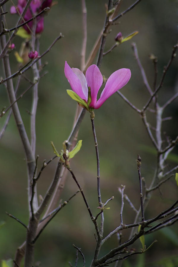 Japanese Magnolia Photograph by Diane Macdonald