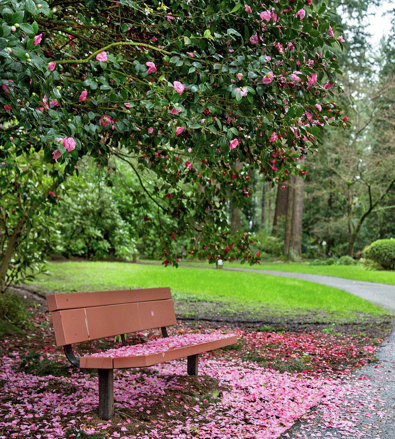 Japanese Magnolia Photograph by Krista Heinz - Pixels