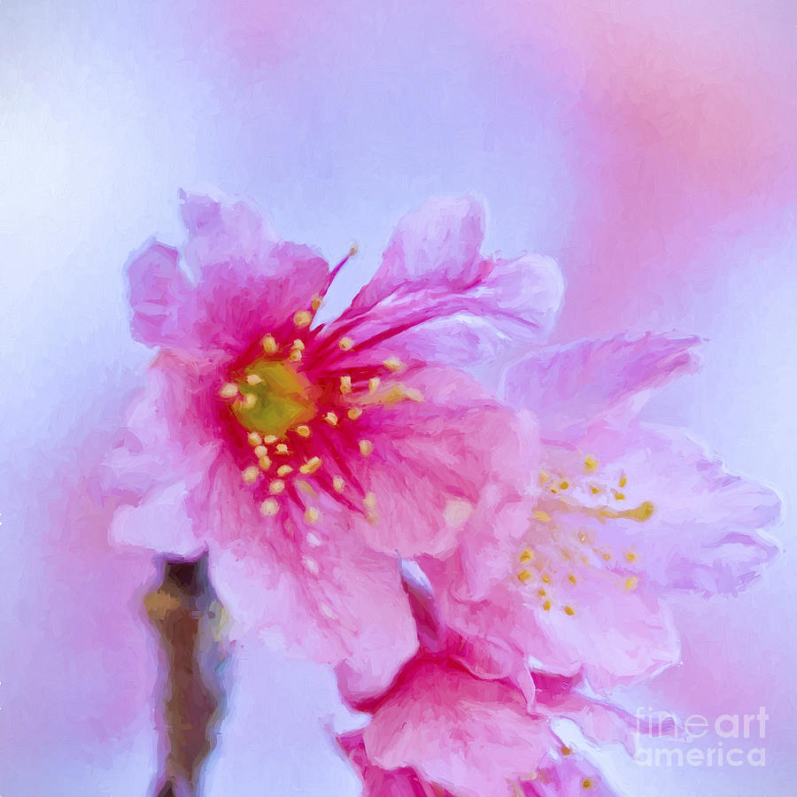 Japanese Magnolia Photograph by Scott Pellegrin