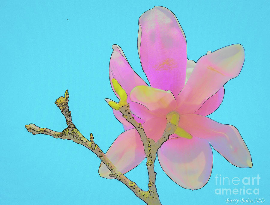 Japanese magnolia sketch Photograph by Barry Bohn