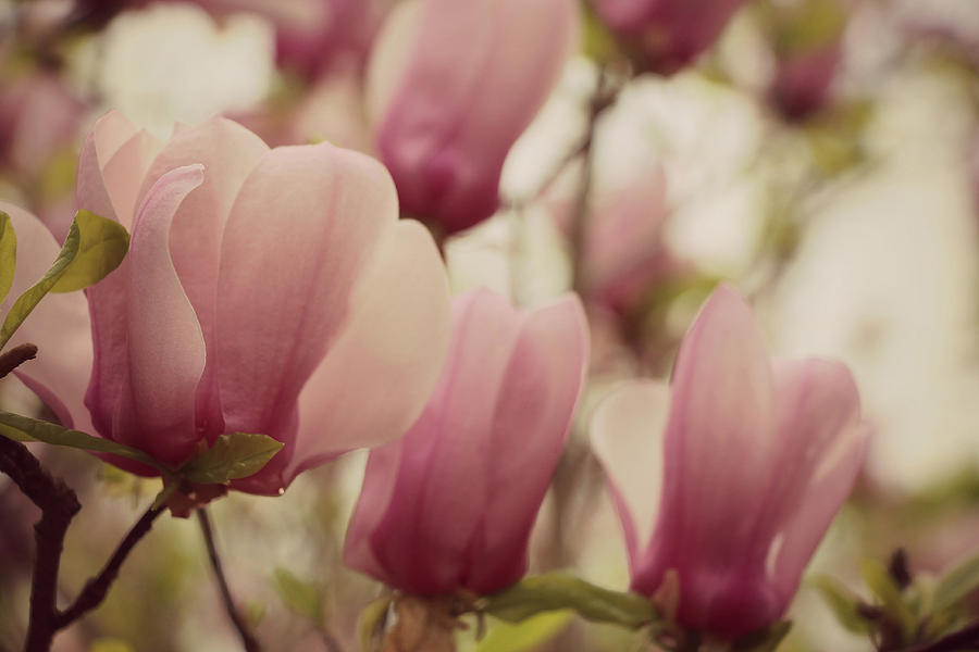 Japanese Magnolia Photograph