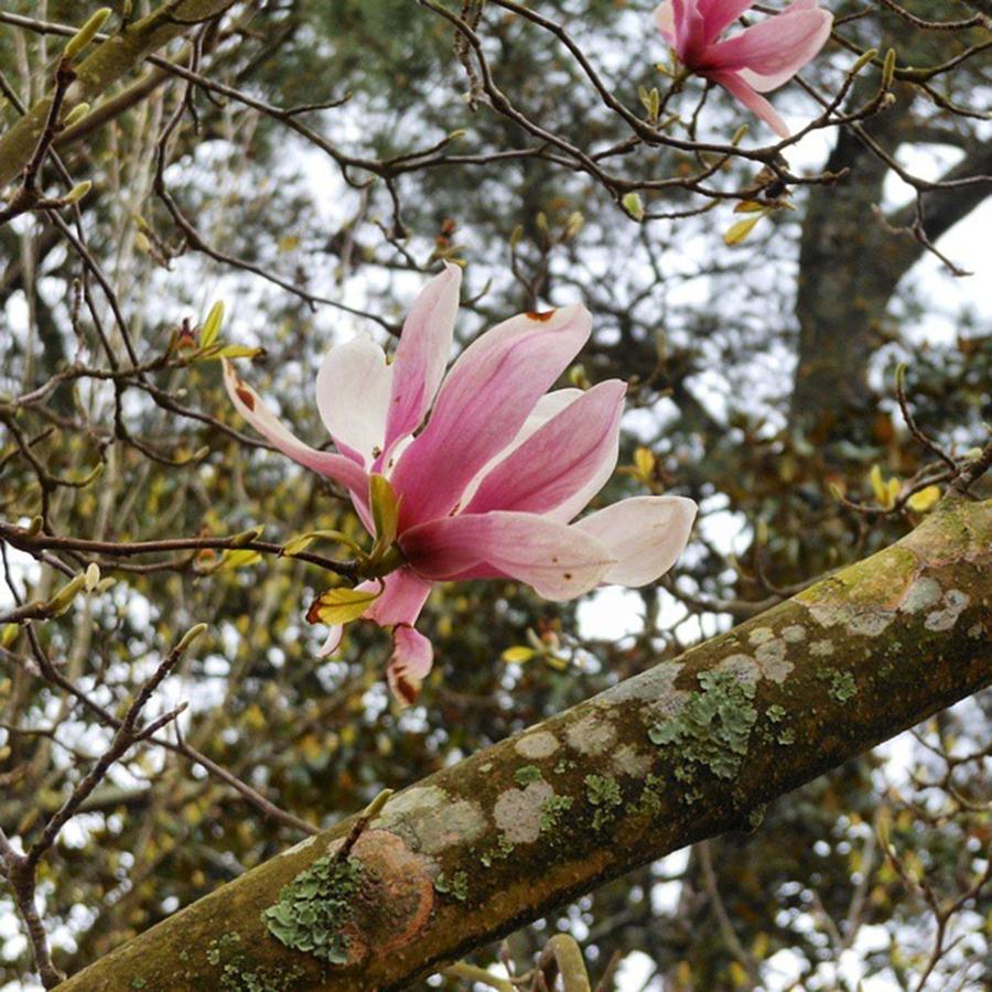 Tree Photograph - Japanese Magnolia Tree Blooming! by Cheray Dillon