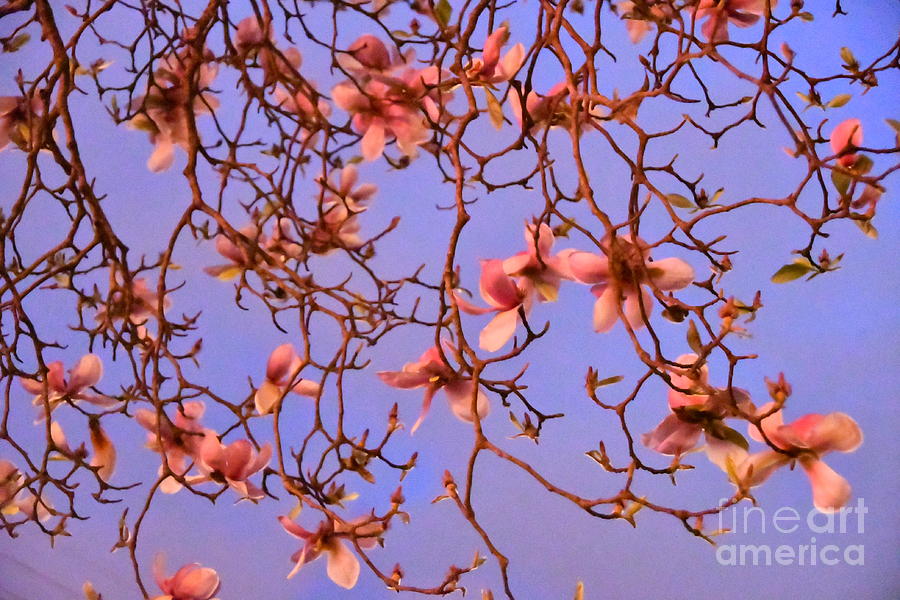 Flower Photograph - Japanese Magnolias  by Kevin Ste Marie