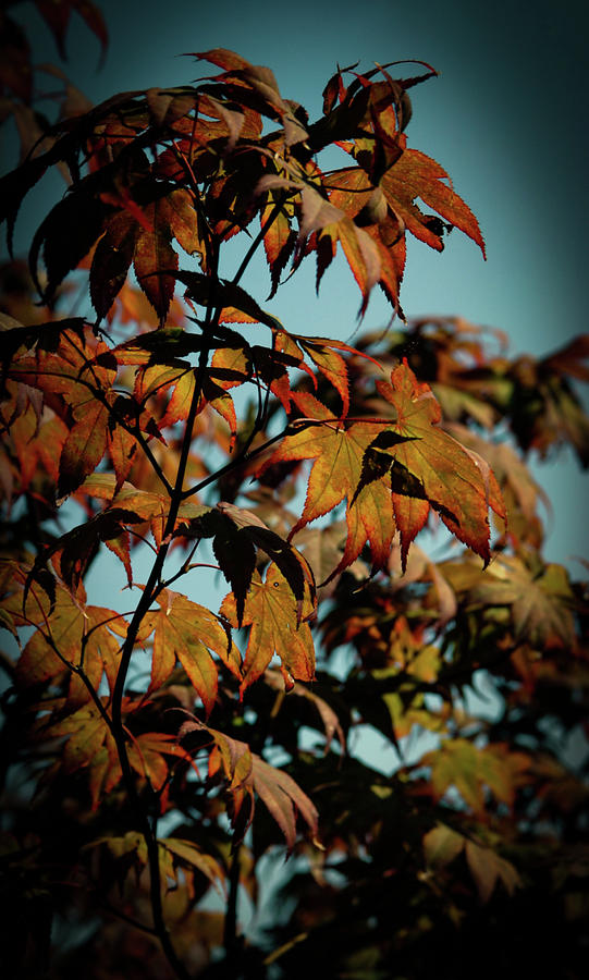 Japanese Maple 4449 H_2 Photograph by Steven Ward