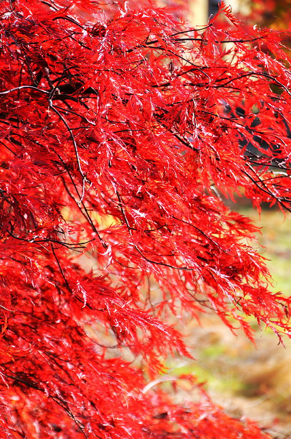 Tree Photograph - Japanese Maple 9 by Tatyana Searcy