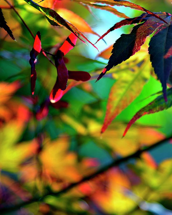 Japanese Maple Autumn Photograph by Jerry Sodorff