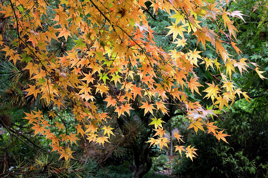 Japanese Maple Beauty Photograph by Linnea Huxford - Fine Art America