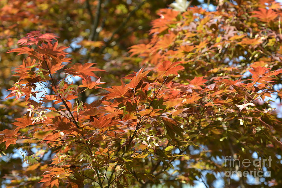 Japanese Maple Beauty Photograph by Maria Urso