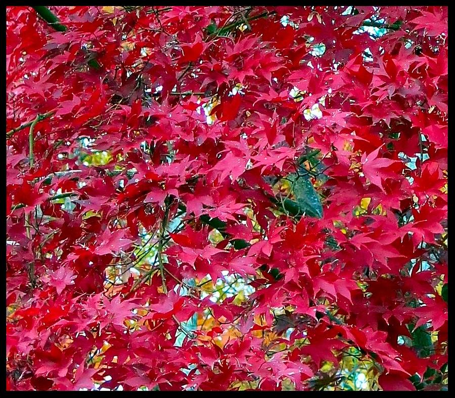 Japanese Maple Photograph by Betty Buller Whitehead