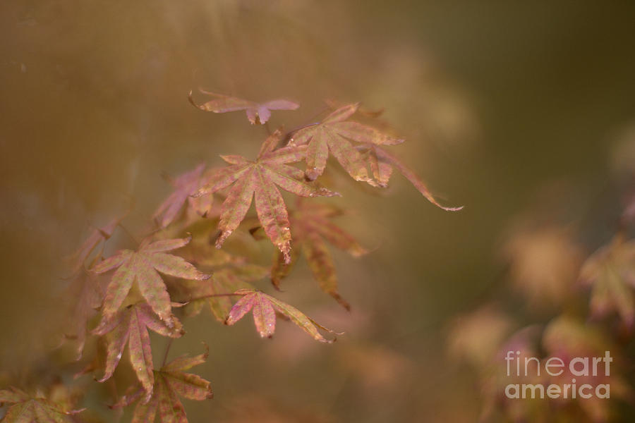 Japanese maple Photograph by Cindy Garber Iverson