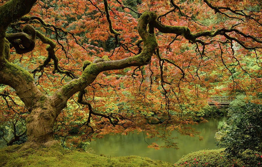 Japanese Maple Delight Photograph by Don Schwartz
