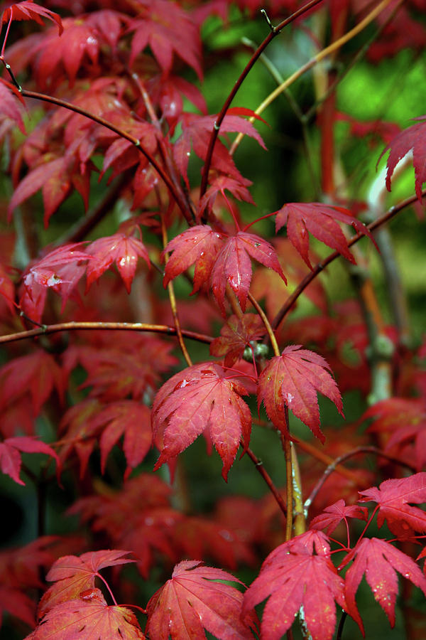 Japanese Maple Detail After the Rain 1785 H_2 Photograph by Steven Ward