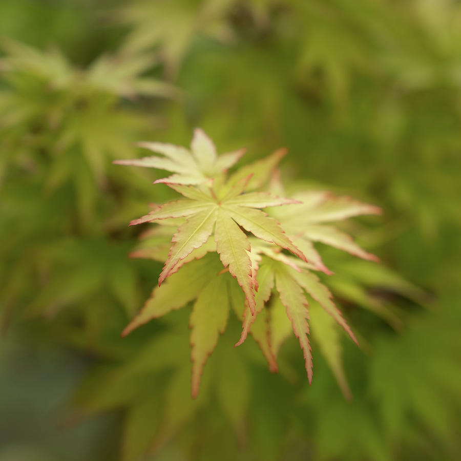 Japanese Maple Photograph - Japanese Maple Detail by Joseph Smith