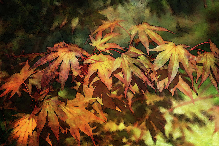 Japanese Maple Digital Painting 2305 DP_2 Photograph by Steven Ward