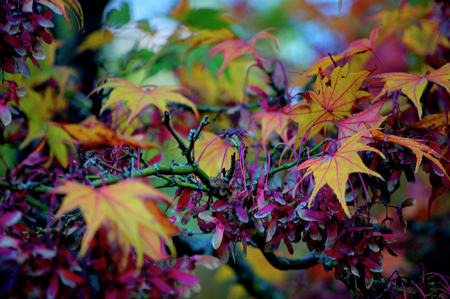 Fall Photograph - Japanese Maple  by Emerita Wheeling