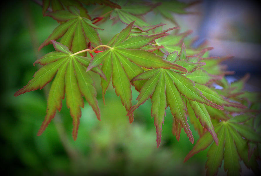 Japanese Maple Foliage Photograph by Nathan Abbott