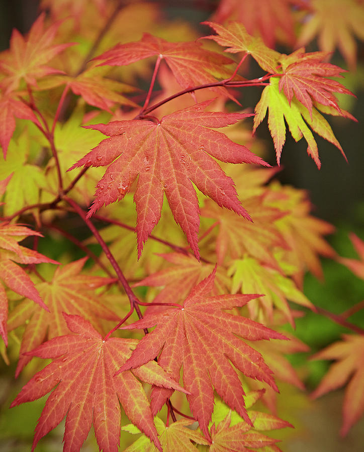 Japanese Maple Photograph by Garden Gate