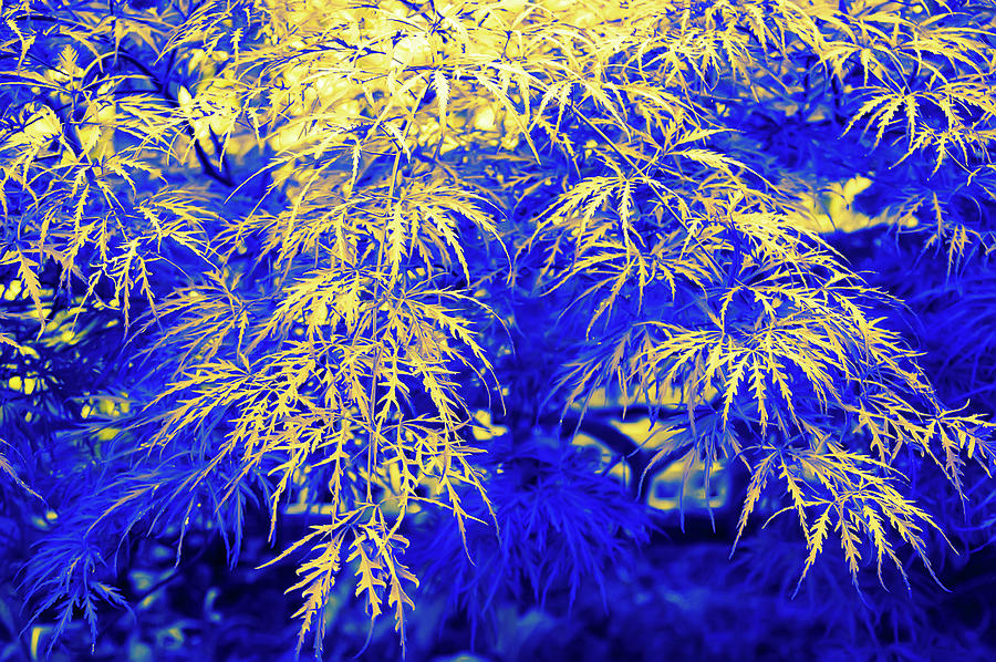 Japanese Maple in Blue and Yellow Photograph by Aimee L Maher ALM GALLERY