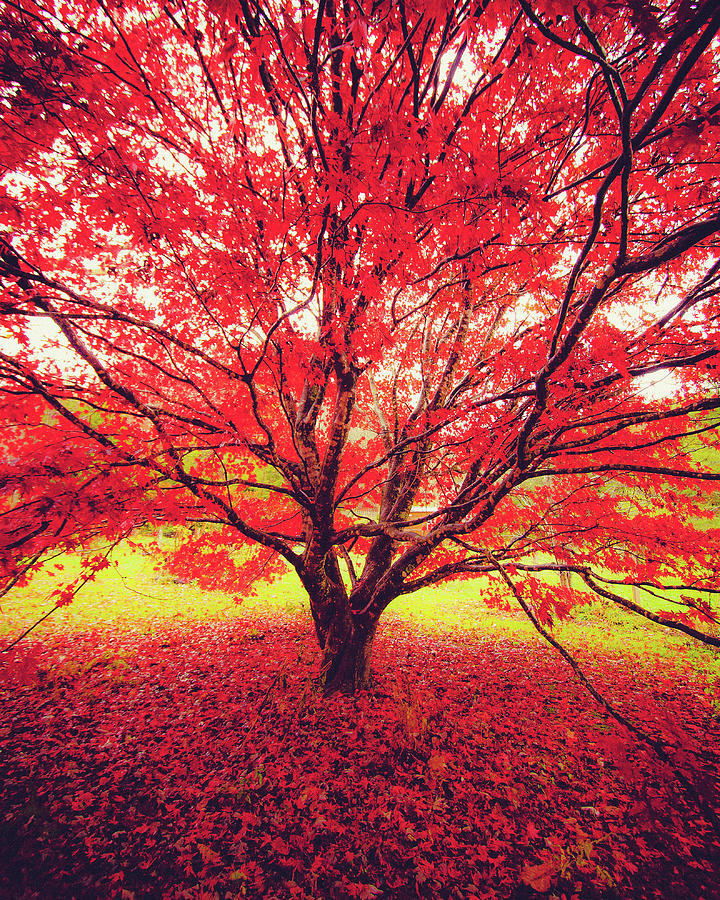 Japanese Maple in Fall 2 by Mela Luna Japanese Maple in Fall 2 by Mela Luna