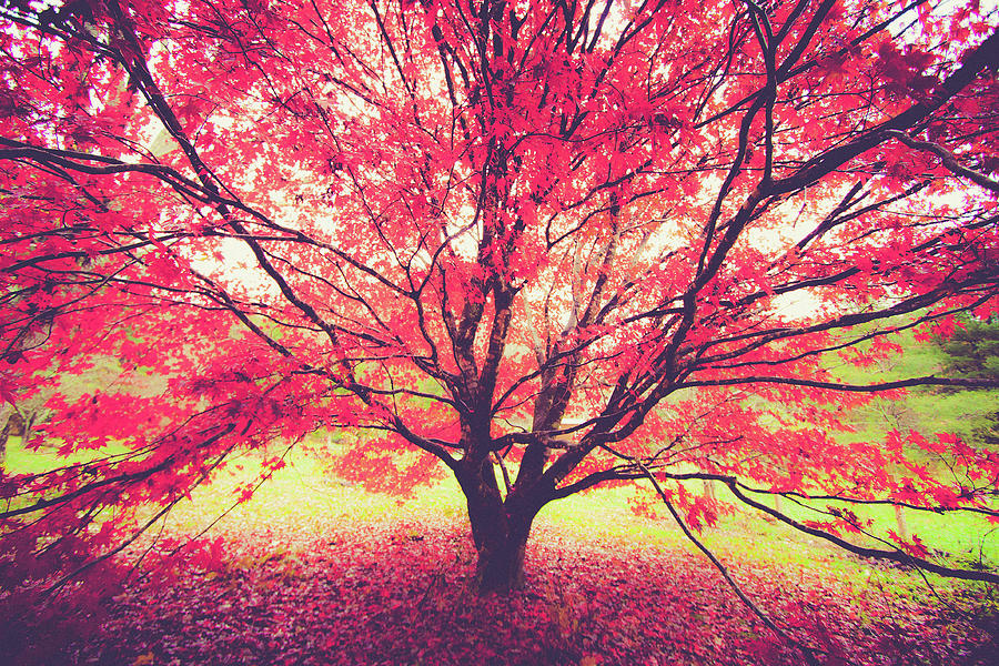 Japanese Maple in Fall by Mela Luna Japanese Maple in Fall by Mela Luna