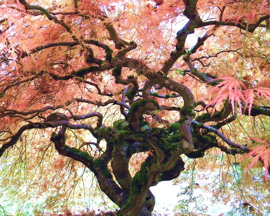 Japanese maple in fall Photograph by Michael Ramsey
