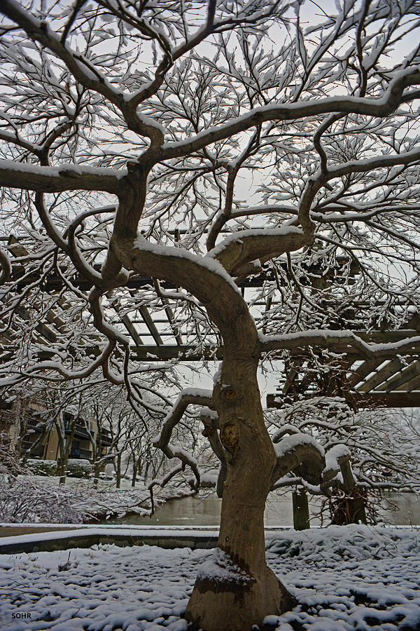 Japanese Maple in Snow Photograph by Dana Sohr