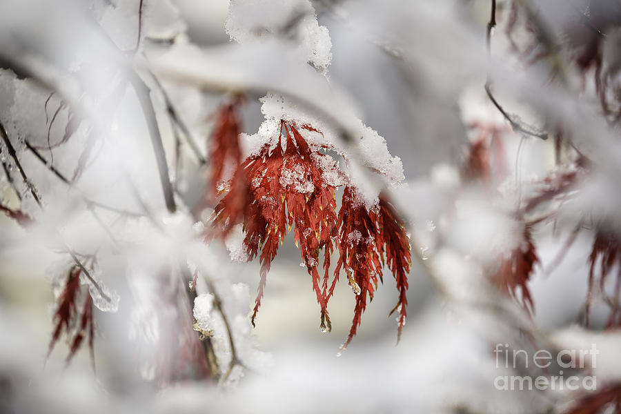 Japanese Maple In Snow Photograph by Timothy Hacker