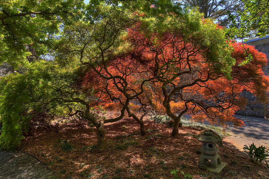 Japanese Maple in Spring II Photograph by Jerry Gammon