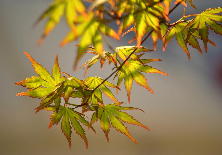 Japanese Maple in Spring Photograph by Nathan Abbott
