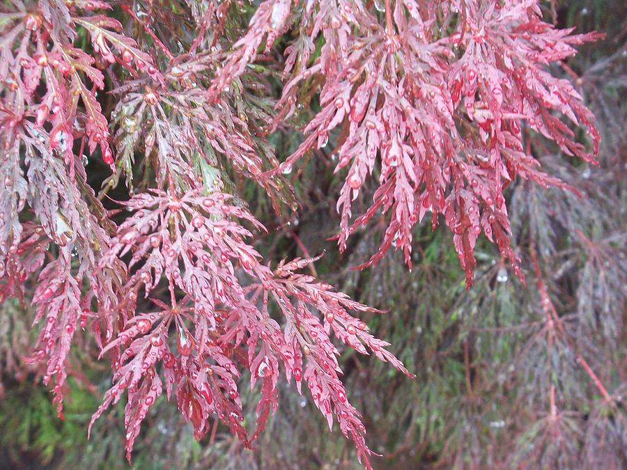 Nature Photograph - Japanese Maple In The Rain by Ellen B Pate
