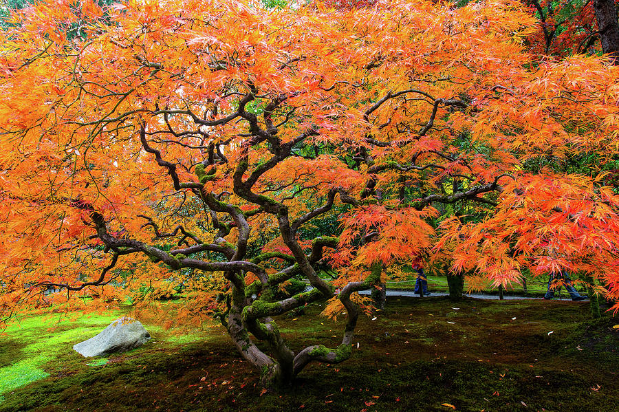 Japanese maple - Japanese garden Photograph by Hisao Mogi