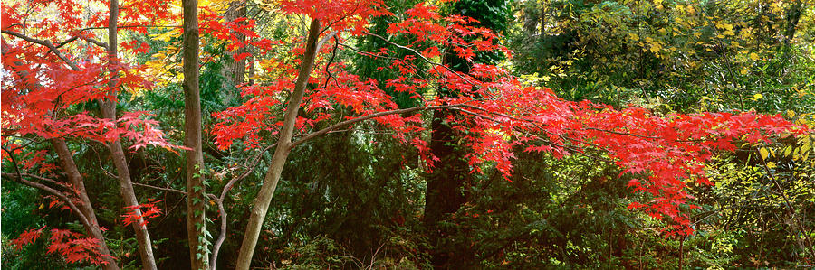 Japanese Maple Photograph by John Pagliuca