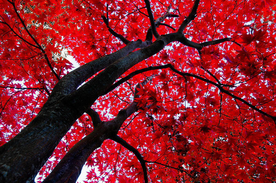 Japanese Maple Photograph by Joy McAdams