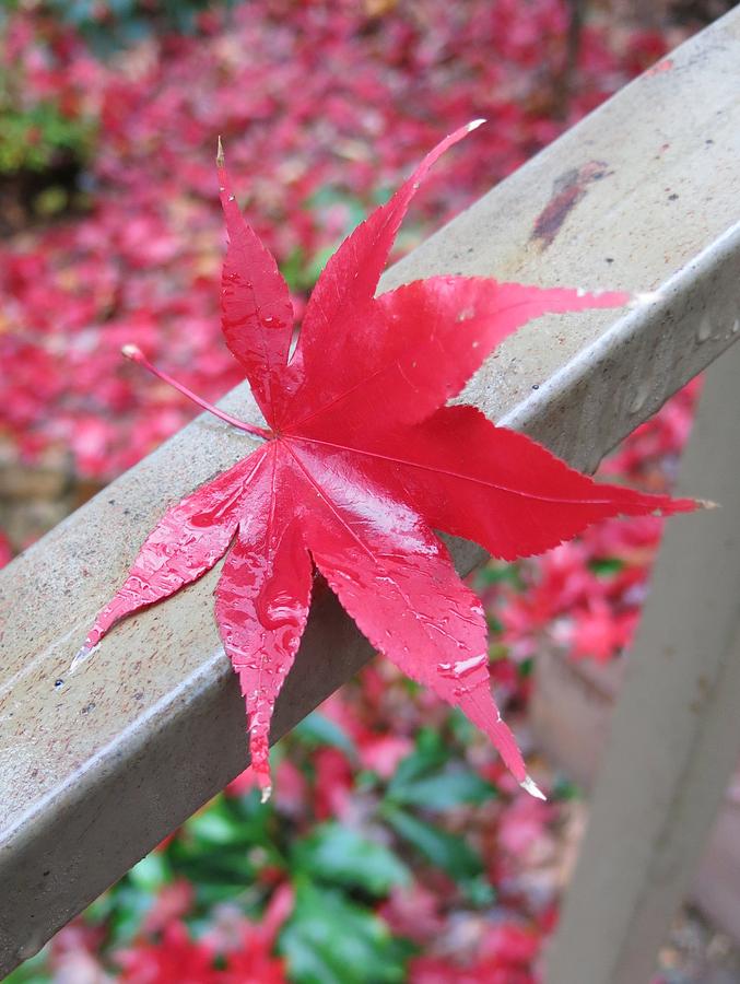 Japanese Maple Leaf Photograph by Betty Buller Whitehead