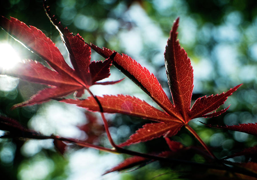 Nature Photograph - Japanese Maple Leaf by Greg and Chrystal Mimbs