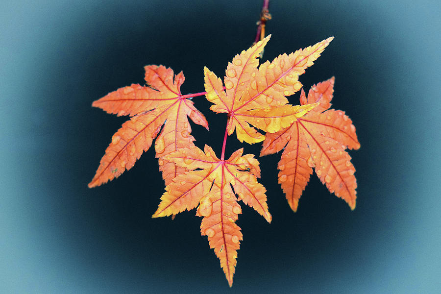 Japanese Maple Leaf Cluster Photograph