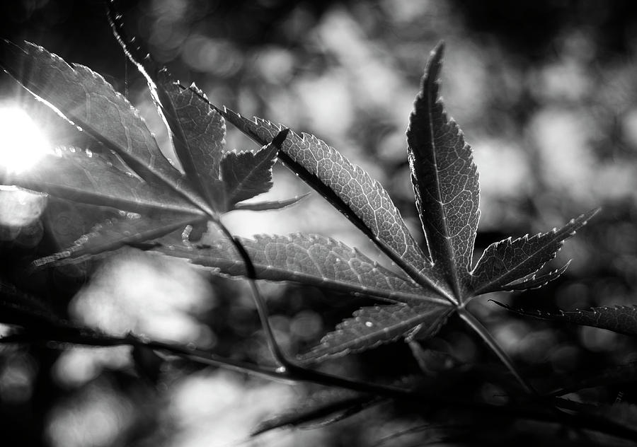 Nature Photograph - Japanese Maple Leaf In Black and White by Greg and Chrystal Mimbs