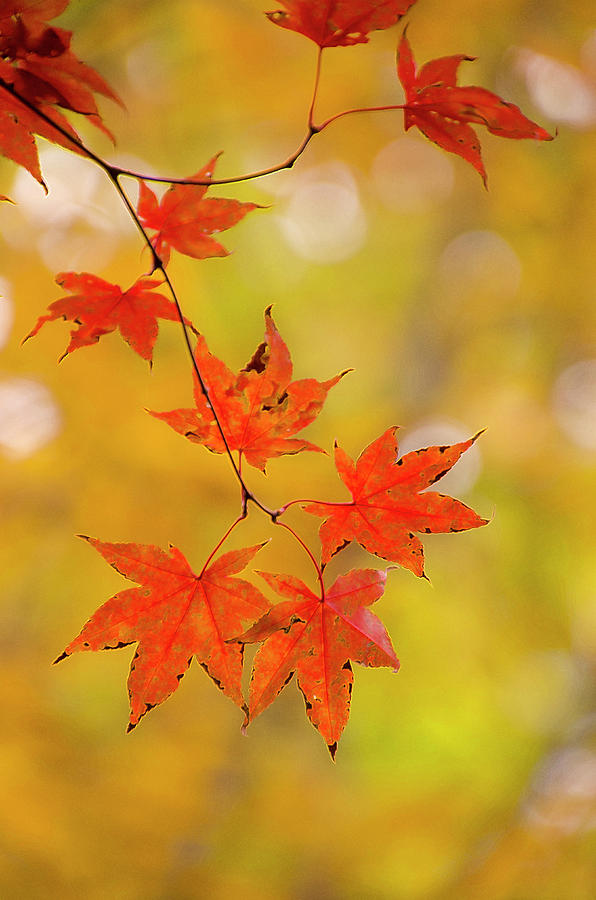 Japanese Maple Leaves Photograph by Ann Bridges