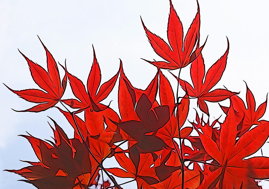 Japanese Maple Leaves Photograph by Dennis Cox