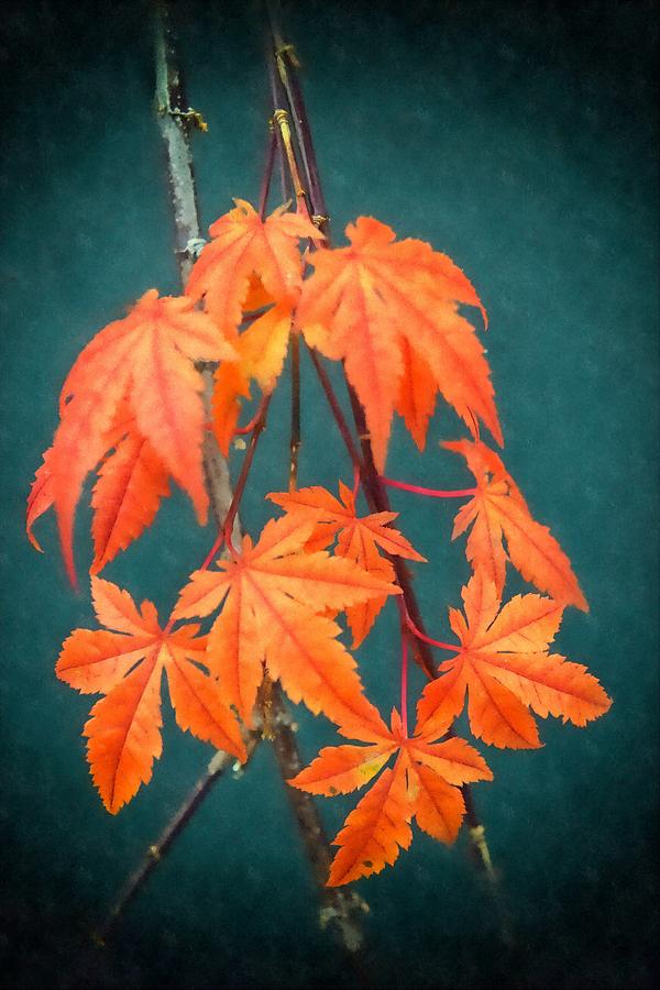 Japanese Maple Leaves Photograph by Frank Wilson
