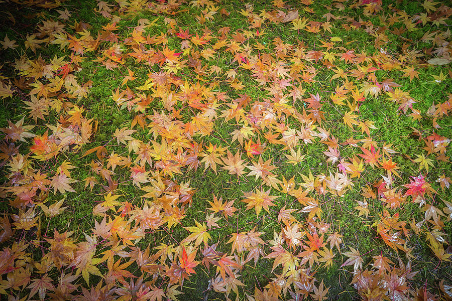 Japanese Maple leaves in autumn colors Photograph by William Lee