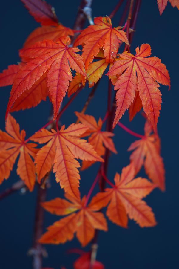 Japanese Maple Leaves In Autumn Photograph by Frank Wilson