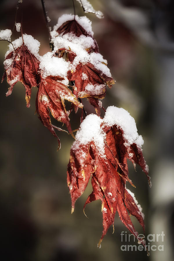 Japanese Maple Leaves In Snow Photograph by Timothy Hacker