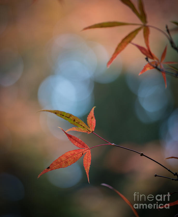 Leaves Photograph - Japanese Maple Leaves Meditation by Mike Reid