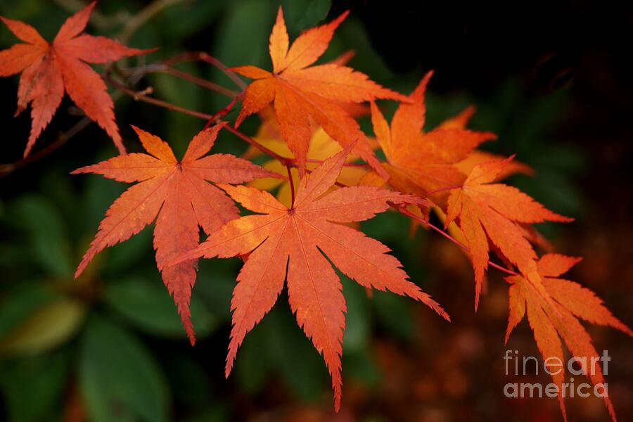Japanese Maple Leaves Photograph by Patricia Strand